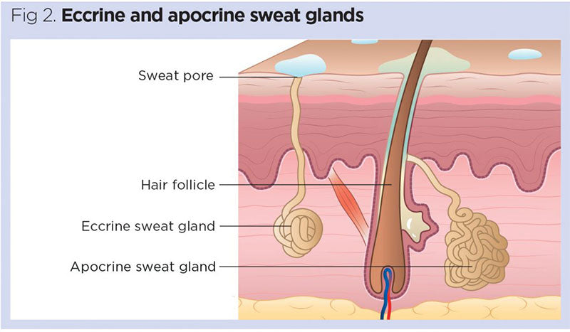 Eccrine and aprocrine sweat glands