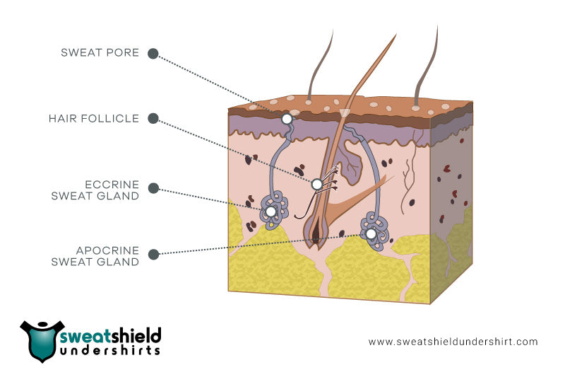 Cold sweat apocrine glands chart